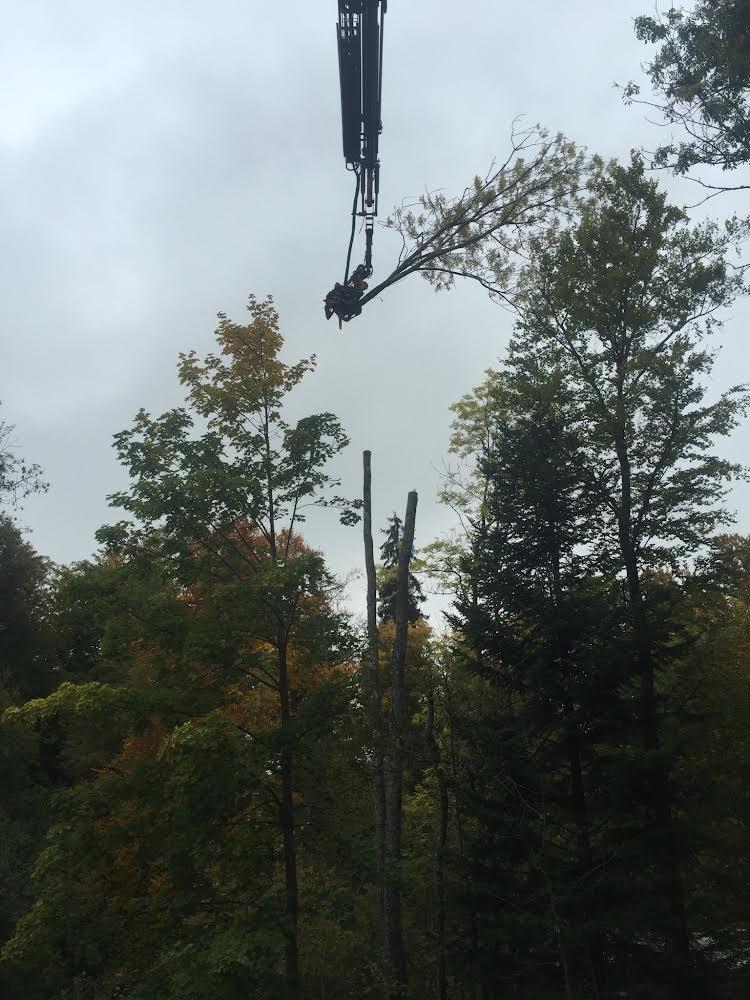 Démontage d'arbre au grappin découpeur dans le Jura — SAS POLYVIER